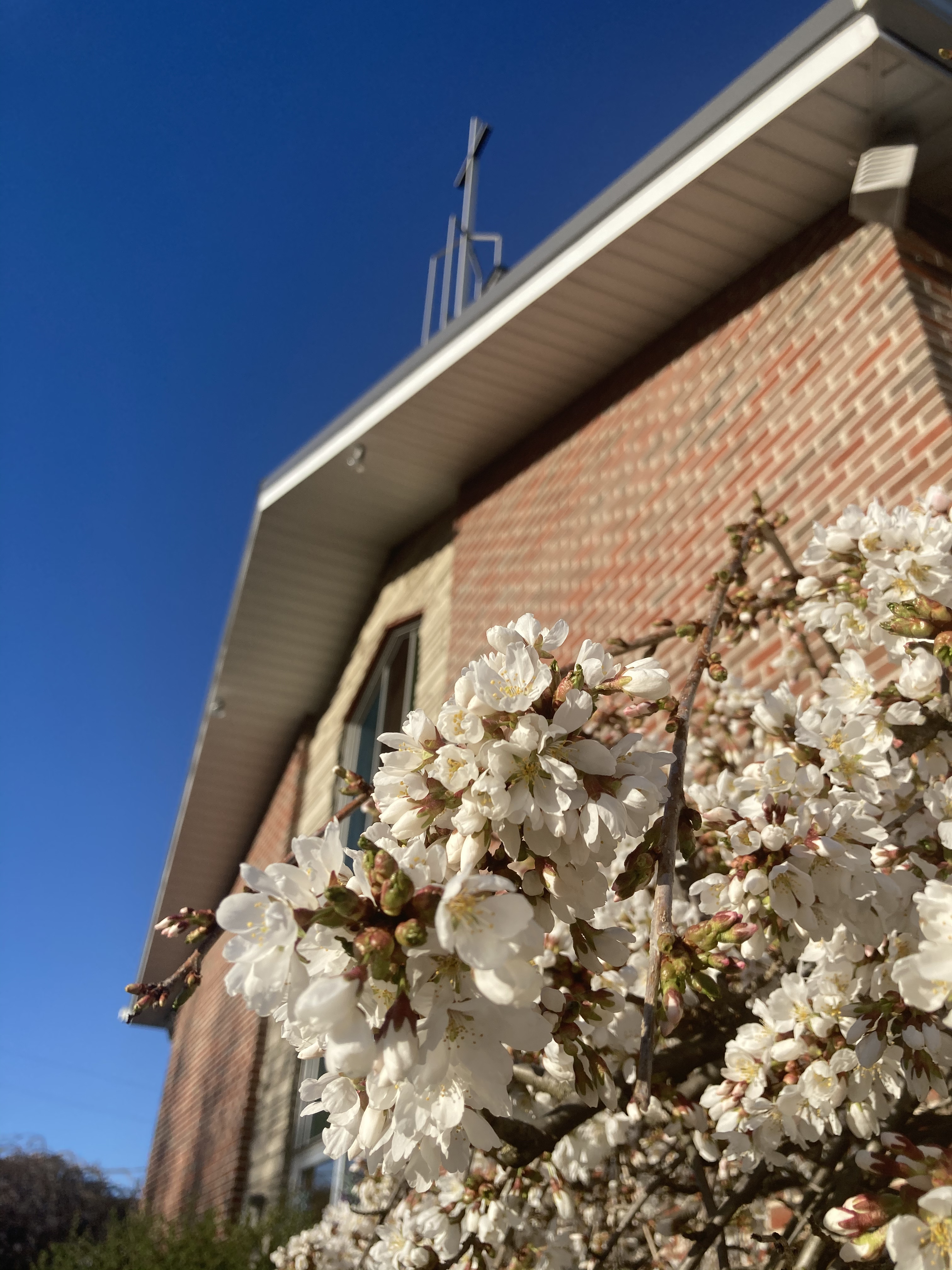 Front of Living Word Lutheran Church against a blue sky with a blooming cherry tree in front